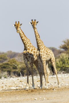 Giraffes (Giraffa camelopardalis), Etosha National Park, Namibia