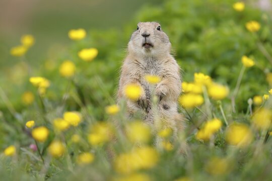Black-tailed Prairie Dog (Cynomys ludovicianus) in a flowering meadow, Germany