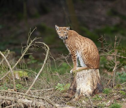 Eurasian lynx (Lynx lynx) sitting on a tree stump and looking attentively, captive, Germany