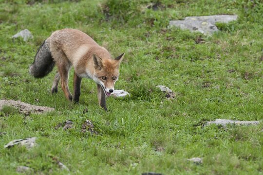 Red Fox (Vulpes vulpes) on foot on an alpine meadow, Tyrolean Unterland, Tyrol, Austria