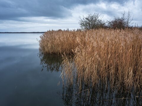 Lake with reeds under a cloudy sky in winter, Wallendorfer See, Saxony-Anhalt, Germany