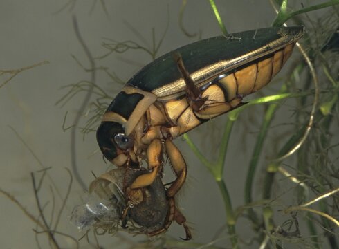 Dytiscus marginalis, yellow-burn beetle, great diving beetle, aquatic, beetle, prey, capture, insects, beetles, males, males, snails