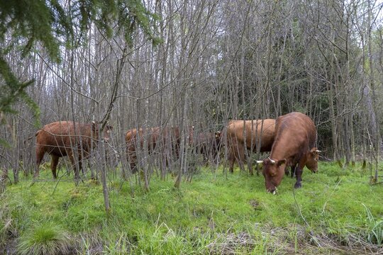 Artiodactyla, Bavaria, Bos Taurus sspec.5, cattle, even-toed ungulate, high-altitude cattle, Upper Palatinate, cloven-hoofed cattle, Tirschenreuth, Waldnaab, Waldnaabaue, wild willows Waldnaabaue, domesticated animals, extensive grazing, forest pasture, feeding marks, pet, mammals, mammals, bite, forest pasture