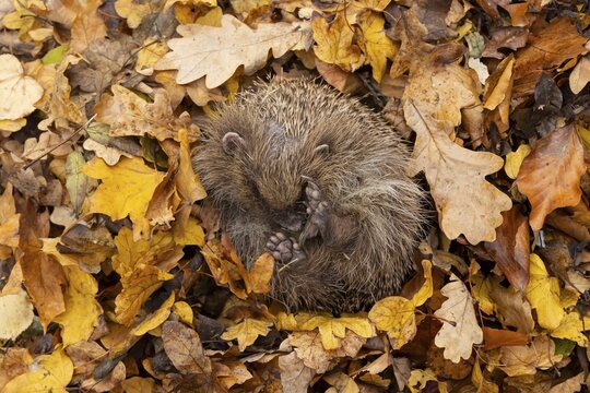 European hedgehog (Erinaceus europaeus) adult animal sleeping on autumn colour leaves in a garden during hibernation, England, United Kingdom