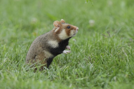 European hamster (Cricetus cricetus), standing upright in meadow, Vienna, Lower Austria, Austria