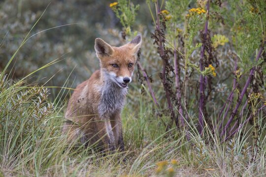 Red fox (Vulpes vulpes), Kitten sitting in Wiese, Netherlands