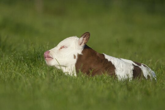 Domestic cow or cattle (Bos taurus) juvenile baby calf farm animal resting in a grass field, England, United Kingdom