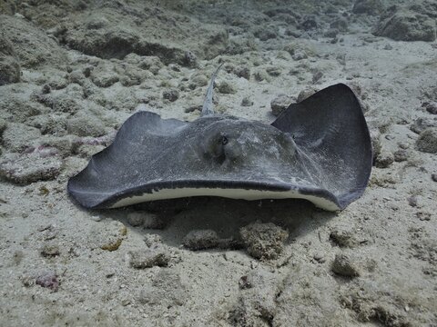 Southern Stingray (Hypanus americanus) resting on seabed with speckled pattern on dorsal surface, dive site John Pennekamp Coral Reef State Park, Key Largo, Florida Keys, Florida, USA