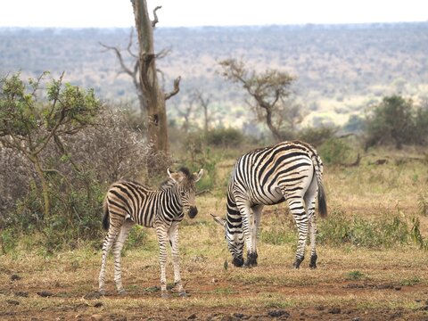Burchell's zebra (Equus quagga burchellii) with foal, Kruger National Park, South Africa