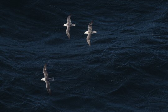 Northern fulmars (Fulmarus glacialis) in flight, North Sea