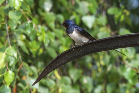 Hirundo rustica, barn swallow, birds, passeri, swallows, scythe, songbirds, songbirds, birds
