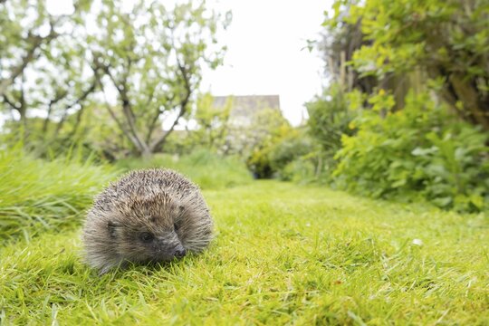 European hedgehog (Erinaceus europaeus) adult animal on a garden grass lawn next to a patch of long grass in spring, England, United Kingdom