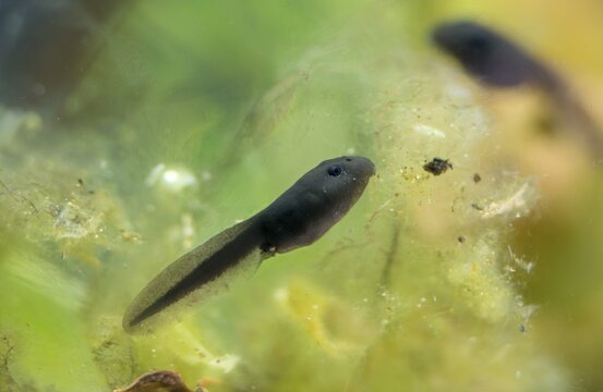 40 days old, bufo calamita, epidalea calamita, toad, natterjack toad, amphibians, amphibians, tadpole, larva, amphibians, larva, amphibians, tadpole