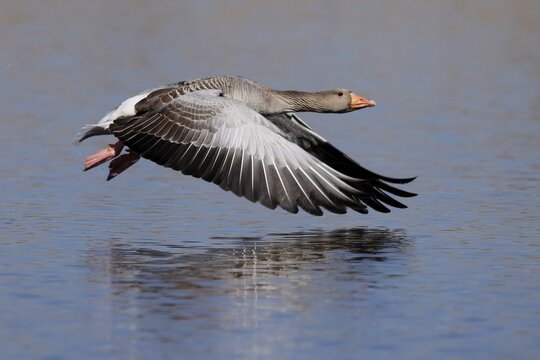 Greylag goose (Anser anser) flying on a lake, Germany