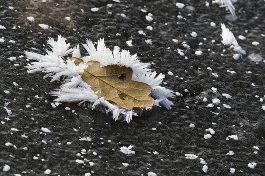Oak leaf covered with ice crystals on frozen water surface, Hesse, Germany