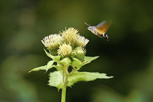 Dove's tail (Macroglossum stellatarum), flies on the flower of cabbage thistle (Cirsium oleraceum), Meienberg, Canton Aargau, Switzerland