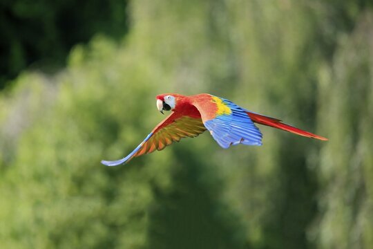 Scarlet macaw (Ara macao), adult, flying, parrot, Brazil