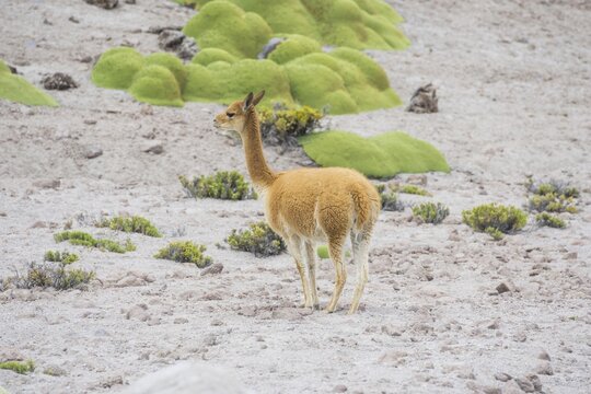Vicu&ntilde;a or Vicugna (Vicugna vicugna) with Yareta or Llareta cushion plants (Azorella compacta), Arica y Parinacota Region, Chile