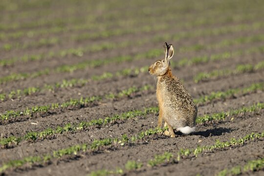 European hare (Lepus europaeus) in a field, wildlife, Burgenland, Austria