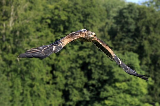 Red kite (Milvus milvus), adult flying, Kasselburg, Eifel, Germany