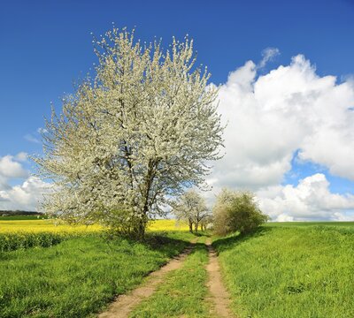 Cultural landscape in spring, country lane through rape field and wheat field, blossoming cherry trees, blue sky with cumulus clouds, near Freyburg, Burgenlandkreis, Saxony-Anhalt, Germany