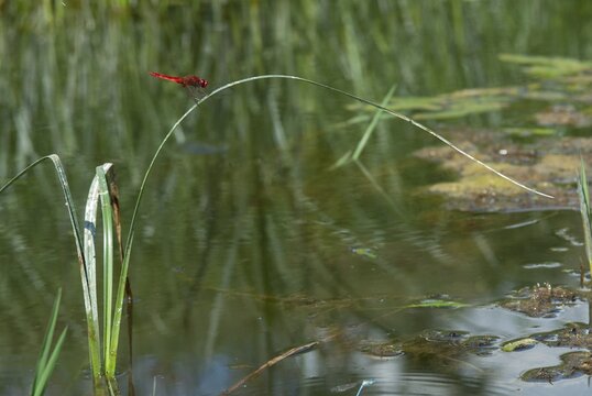 Broad Scarlet, Crocothemis Erythraea, Fire Dragonfly, Scarlet Darter, Anisoptera, Damselflies, Dragonflies, Greece, Insects, Dragonflies, Male, Odonata