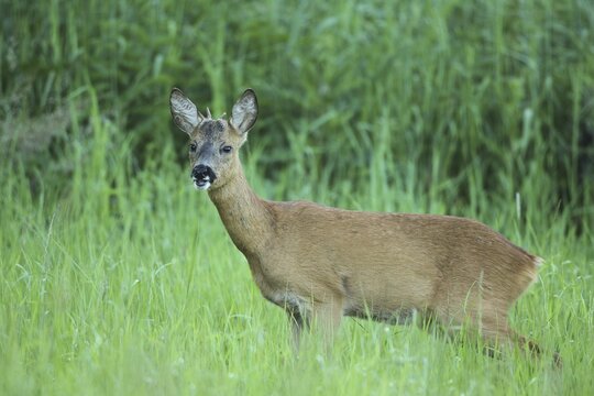 Roe deer (Capreolus capreolus) buck, so-called button buck in tall grass, Allg&auml;u, Bavaria, Germany