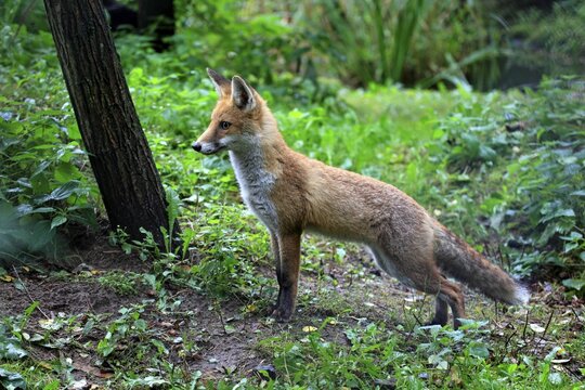Red Fox (Vulpes vulpes), adult, alert, captive, Hanau, Hesse, Germany
