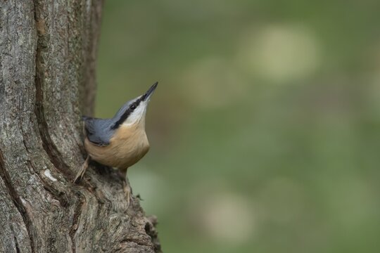 European nuthatch (Sitta europaea) adult bird on a tree branch, Wales, United Kingdom
