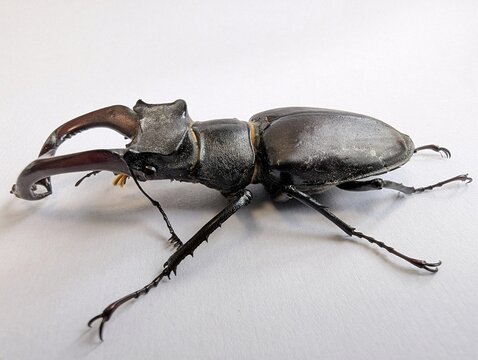 Intricate Lucanus cervus stands still on a plain white surface
