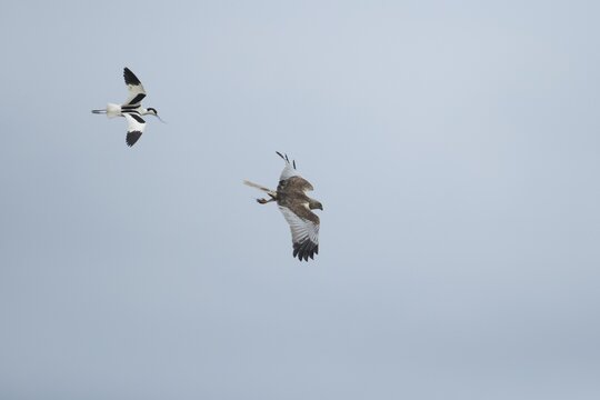 Marsh harrier (Circus aeruginosus) adult bird of prey flying being mobbed by a Pied avocet, England, United Kingdom