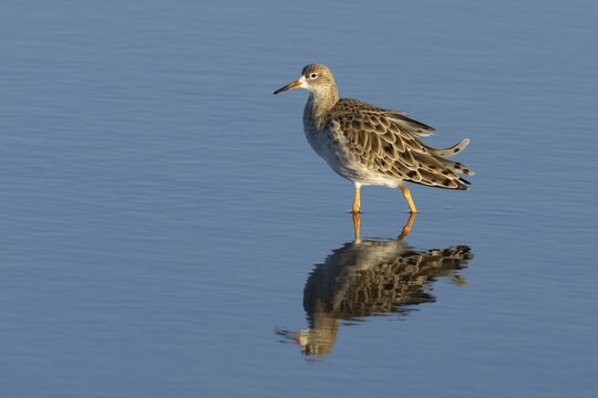 Ruff (Philomachus pugnax) adult wader bird in winter plumage in a shallow lagoon, England, United Kingdom