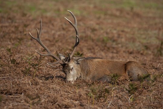 Red deer (Cervus elaphus) adult male stag sleeping, Leicestershire, England, United Kingdom