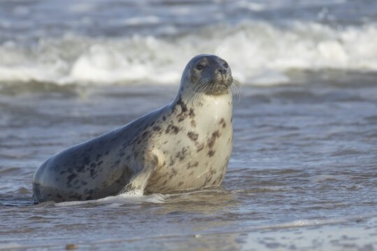 Grey seal (Halichoerus grypus) adult animal in the waves of the sea, England, United Kingdom