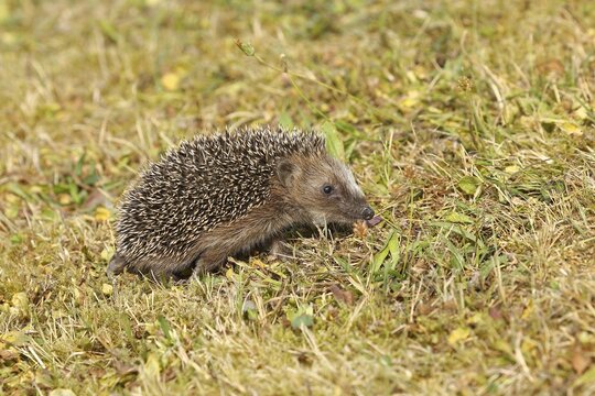 European hedgehog (erinaceus europaeus), juvenile, on a meadow orchard, wildlife, Wilnsdorf, North Rhine-Westphalia, Germany