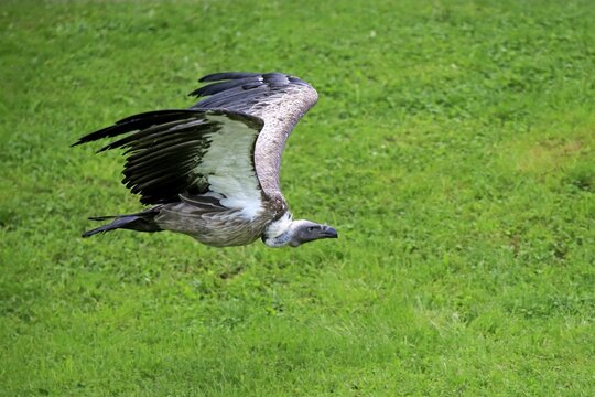 Eurasian Griffon or Griffon Vulture (Gyps fulvus), adult, in flight, captive, Eifel, Germany