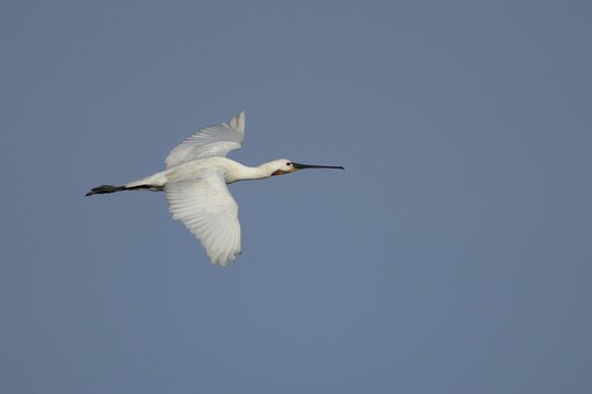 Eurasian spoonbill (Platalea leucorodia) adult bird flying, England, United Kingdom