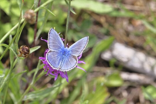 Common blue butterfly (Polyommatus icarus), male on a flower of the meadow knapweed or common knapweed (Centaurea jacea) on a forest path, upper wing, butterfly (diurnal butterfly) of the family Lycaenidae, occurrence in Europe, North Africa and Asia, wildlife, Wilnsdorf, North Rhine-Westphalia, Germany