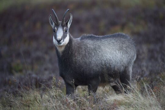 Chamois (Rupicapra rupicapra), Hohneck, La Bresse, Vosges, France