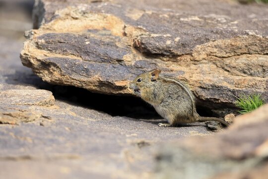 Typical striped grass mouse (Lemniscomys striatus), adult, alert, foraging, Mountain Zebra NP, Eastern Cape, South Africa