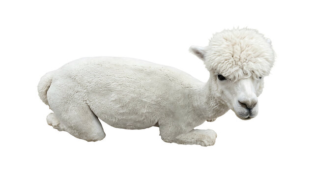 Adorable White Alpaca with Fluffy Wool Lying Down in Resting Position, Cute Domesticated Camelid Vicugna Pacos Fleece Animal Isolated on White Background for Graphic Design and Compositional Use
