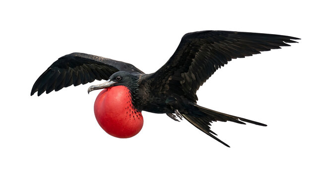 A male Magnificent Frigatebird soaring with its distinctive red gular sac inflated for a breeding display, featuring black plumage and large wingspan, isolated on white transparent background