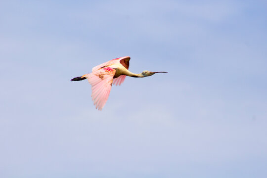 Roseate Spoonbill / Esp&aacute;tula rosada, imagen tomada en las piscinas de Ecuasal, refugio de aves en la costa de Ecuador.