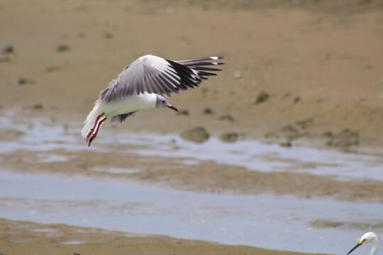 Gray-headed Gull / Gaviota cabecigris, imagen tomada en las piscinas de Ecuasal, refugio de aves en la costa de Ecuador.