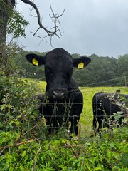 cow in field Coniston English Lake District  © Michael