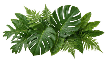 Lush tropical foliage arrangement featuring monstera leaves and ferns on a white background © Peter
