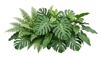 Lush tropical foliage arrangement featuring monstera leaves and ferns on a white background © Peter