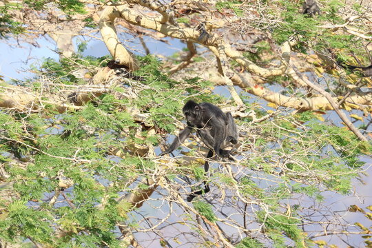Geoffroy's spider monkey (Ateles geoffroyi) climbing through the branches of a tree canopy, Indonesia