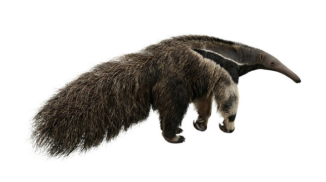 Giant anteater Myrmecophaga tridactyla walking profile view with characteristic long snout and bushy tail, South American wild mammal isolated on white background with transparent background effect.