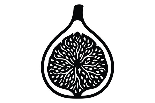 vector illustration of a fig